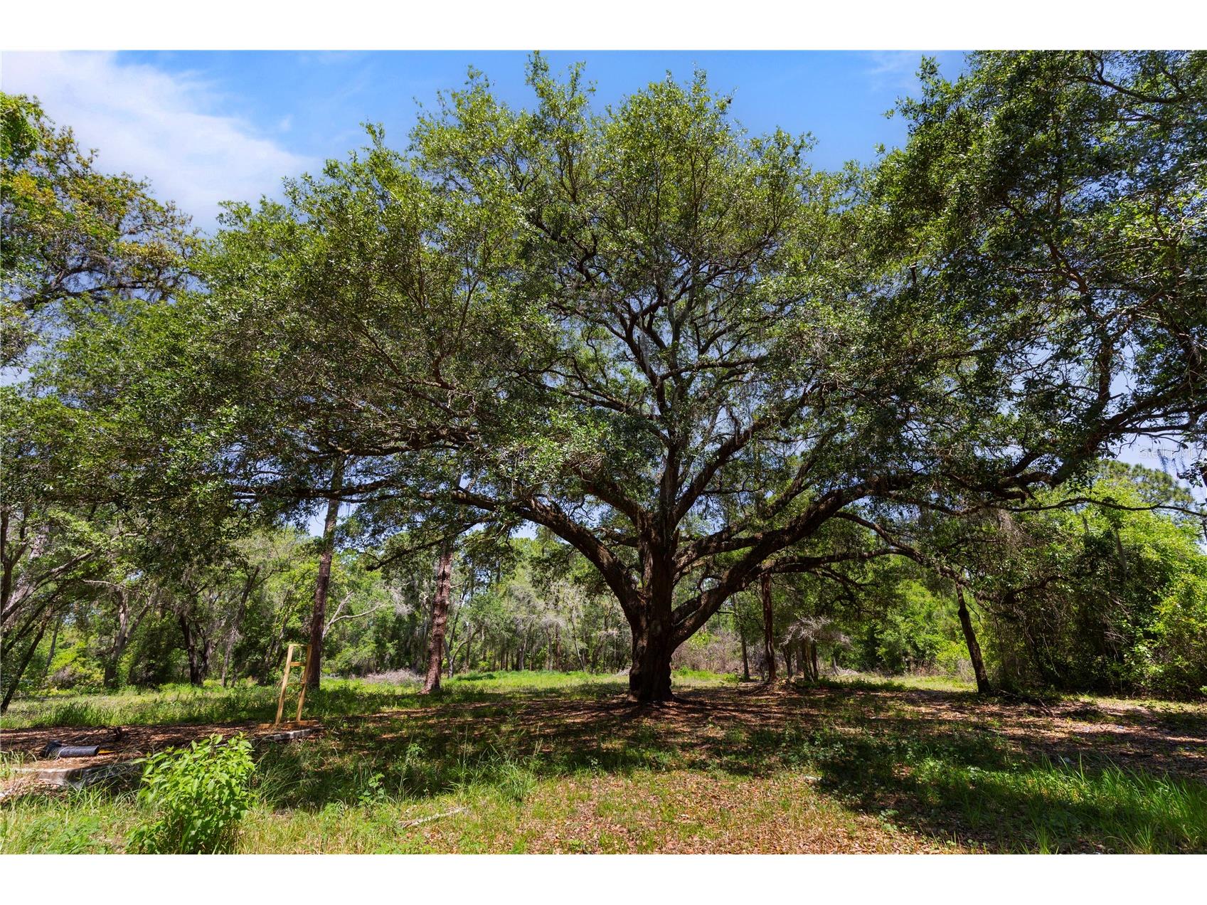 9121 Florida Boys Ranch Road Clermont FL 34711 S5147701 image6