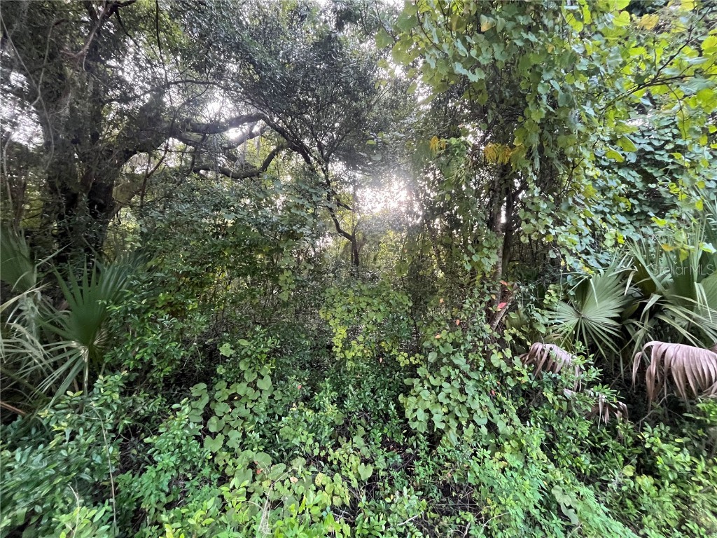 915 Annette Avenue Interlachen FL 32148 OK225384 image9