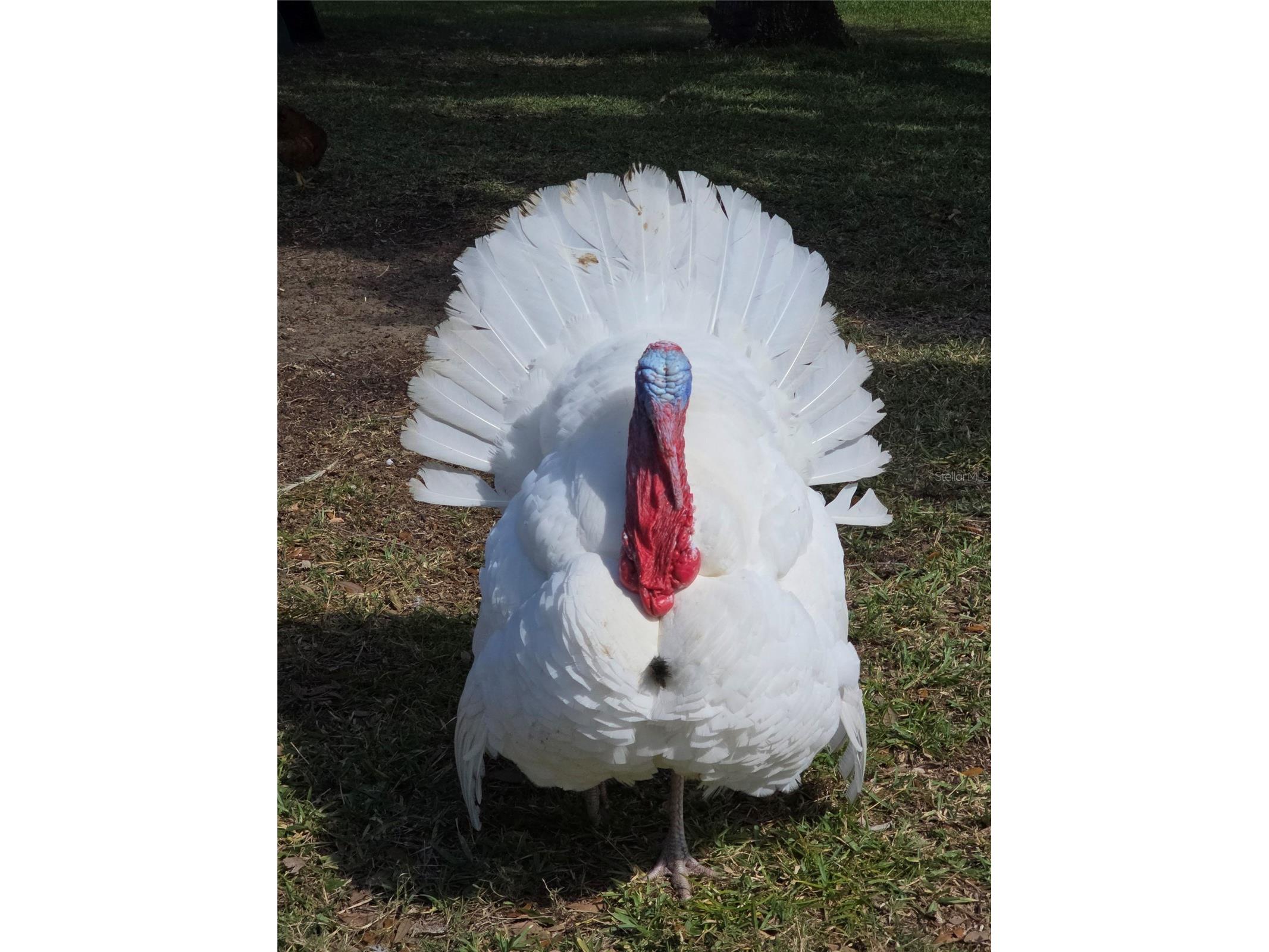 915 N Crooked Lake Drive Babson Park FL 33827 P4938740 image72