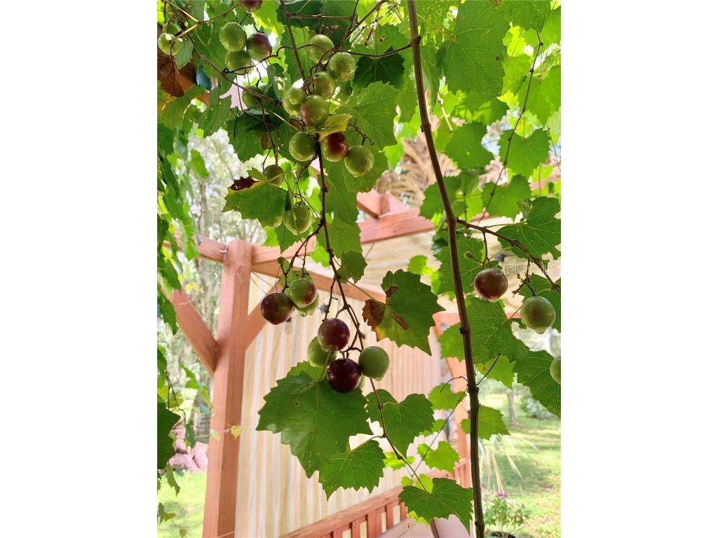 9150 SW 151st Lane Archer FL 32618 GC533088 image51