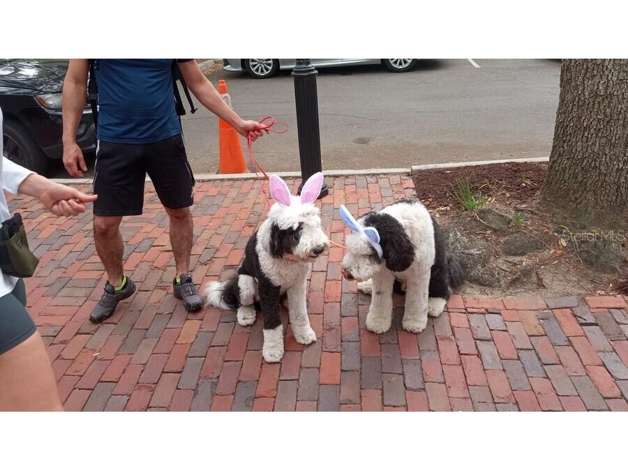 9150 SW 49th Place #C Gainesville FL 32608 GC536067 image29