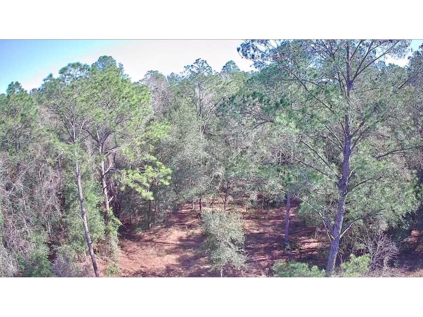 9155 N Alameda Drive Citrus Springs FL 34434 TB8326762 image4