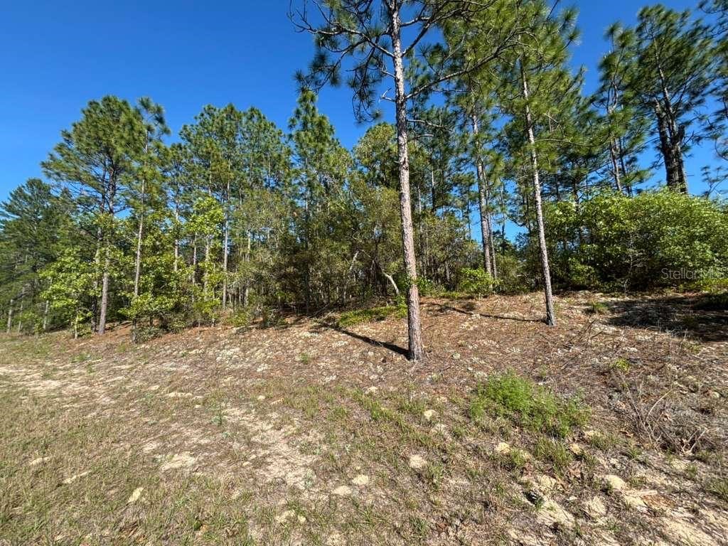 9161 N Marcus Way Citrus Springs FL 34433 G5111018 image2