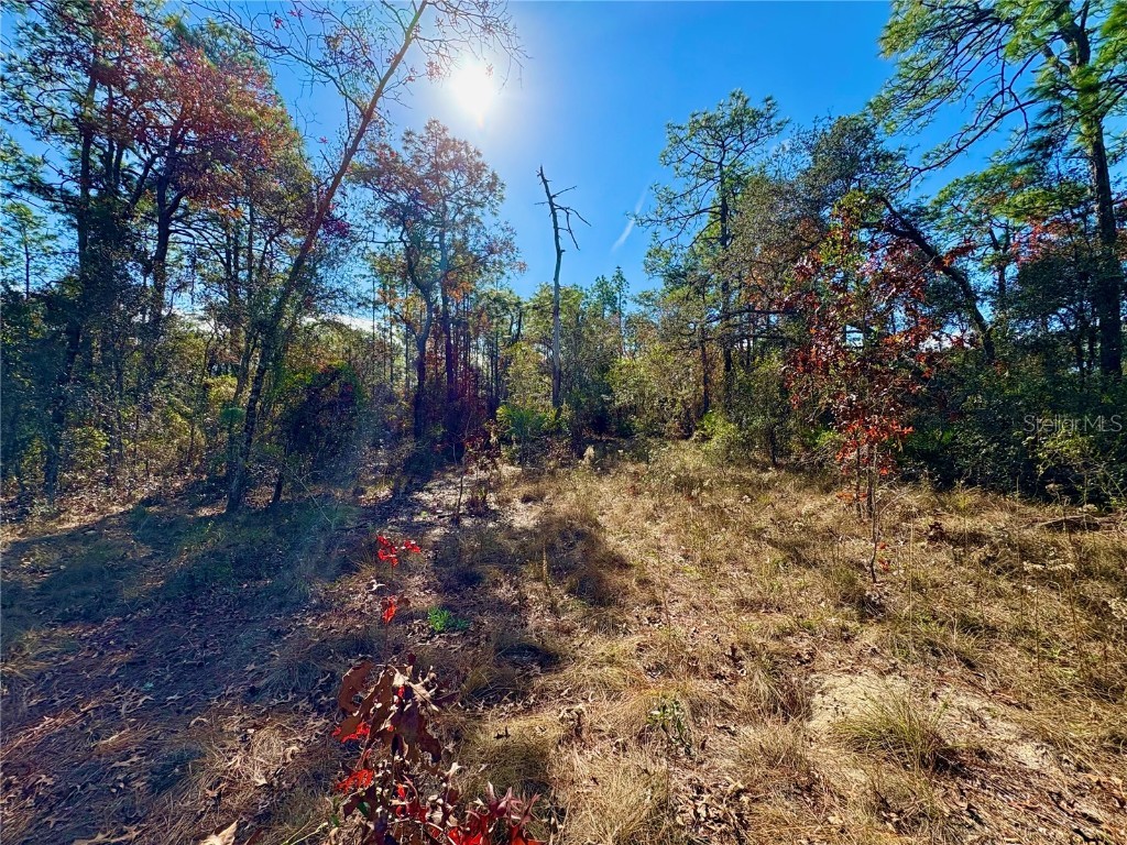 9164 Birmingham Avenue Weeki Wachee FL 34613 W7881912 image2