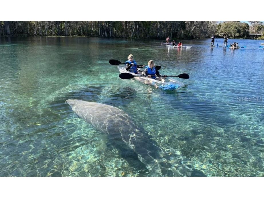 9164 Birmingham Avenue Weeki Wachee FL 34613 W7881912 image7