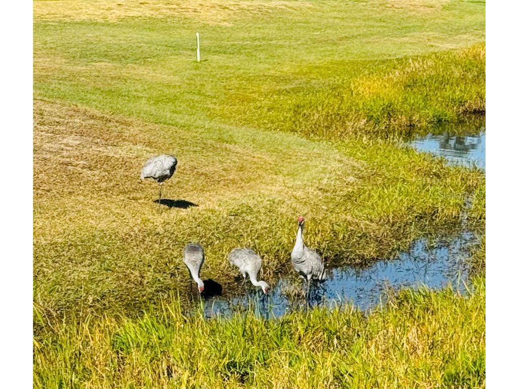 917 St George Drive Davenport FL 33837 O6371497 image21