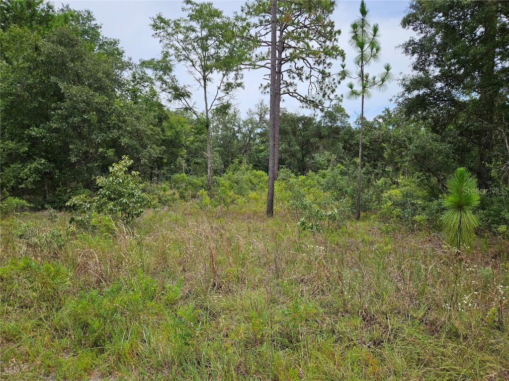 919 NE 148th Court Williston FL 32696 OM705025 image1