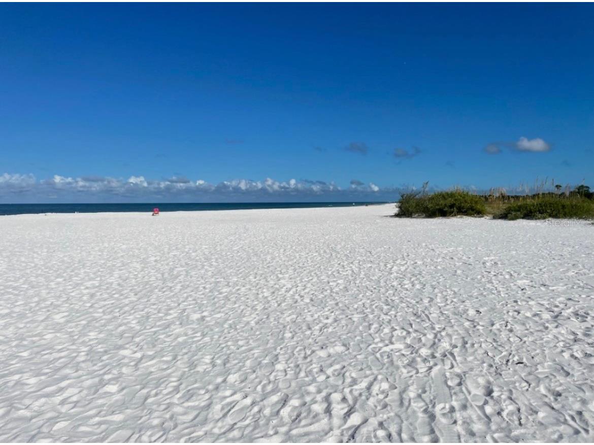 920 Virginia Street #303 Dunedin FL 34698 TB8474262 image24