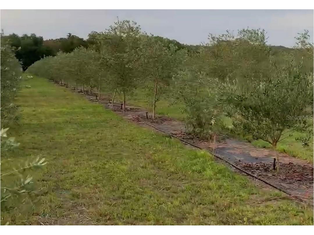 9229 Fort King Rd Road Dade City FL 33525 TB8328419 image52