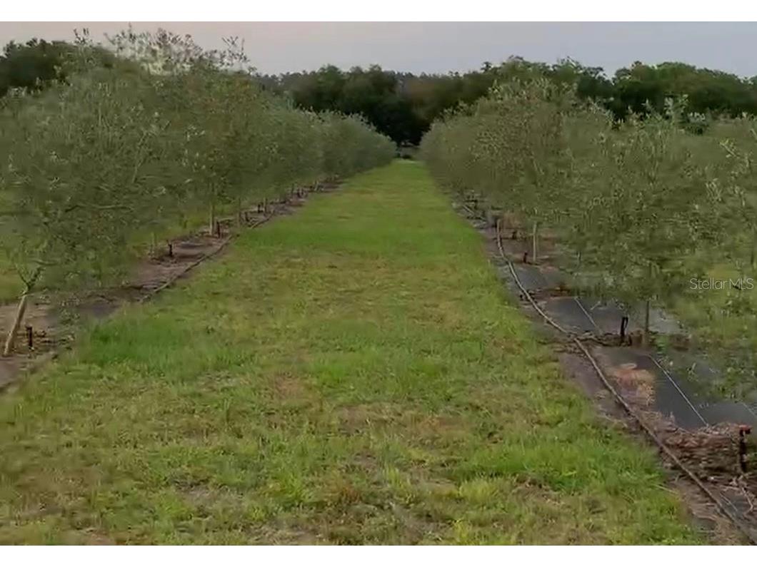 9229 Fort King Rd Road Dade City FL 33525 TB8328419 image53