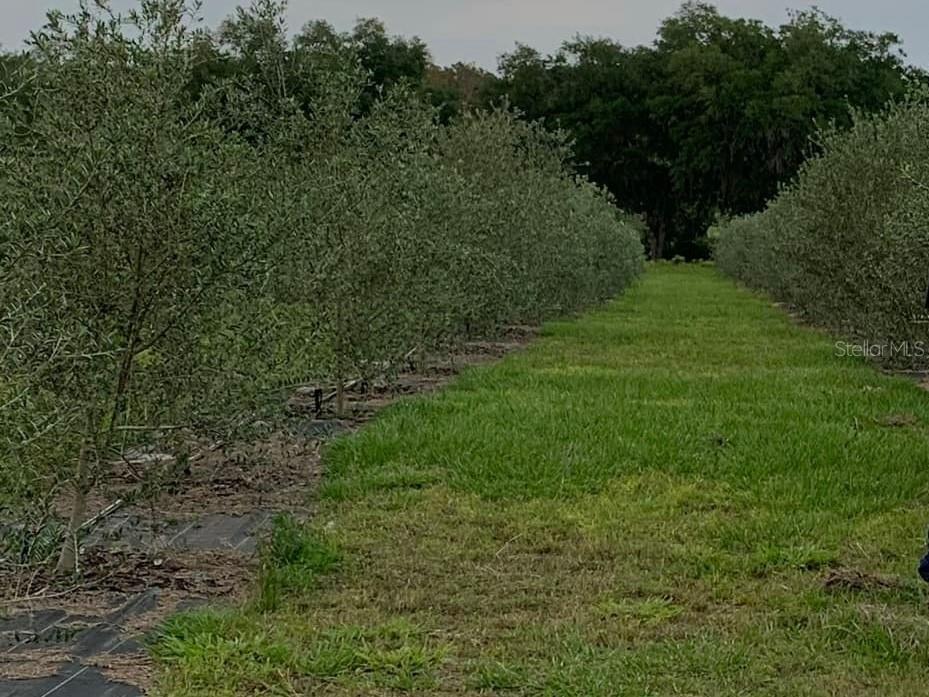 9229 Fort King Rd Road Dade City FL 33525 TB8328419 image54