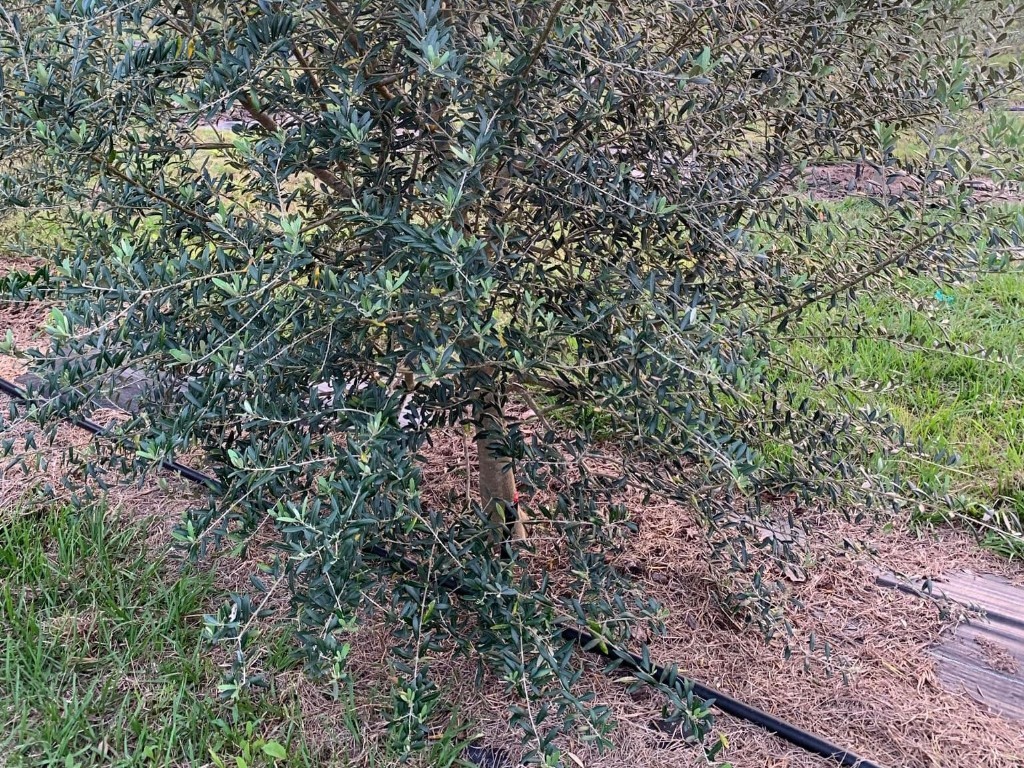 9229 Fort King Rd Road Dade City FL 33525 TB8328419 image56