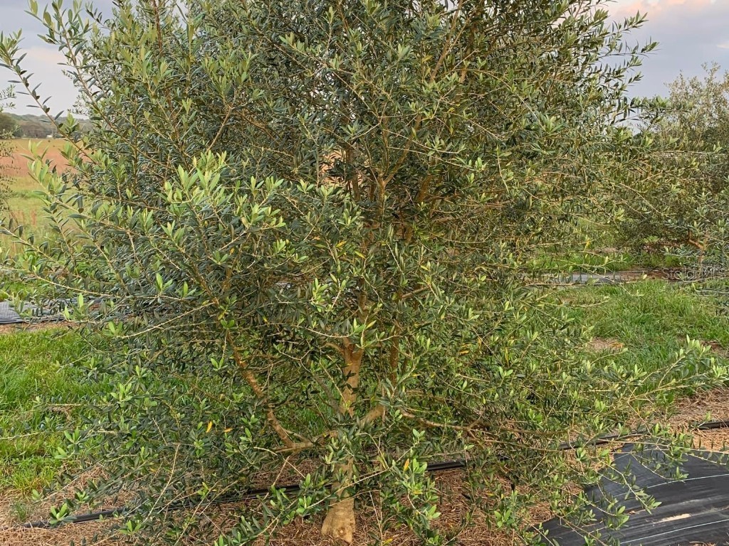 9229 Fort King Rd Road Dade City FL 33525 TB8328419 image57