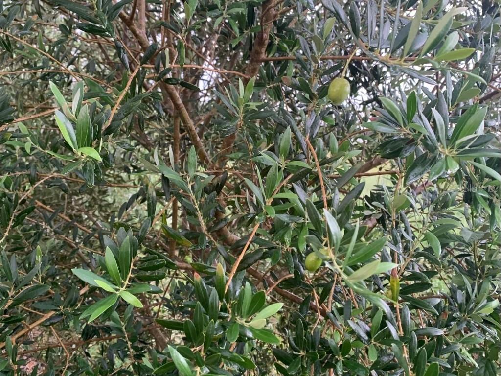 9229 Fort King Rd Road Dade City FL 33525 TB8328419 image58