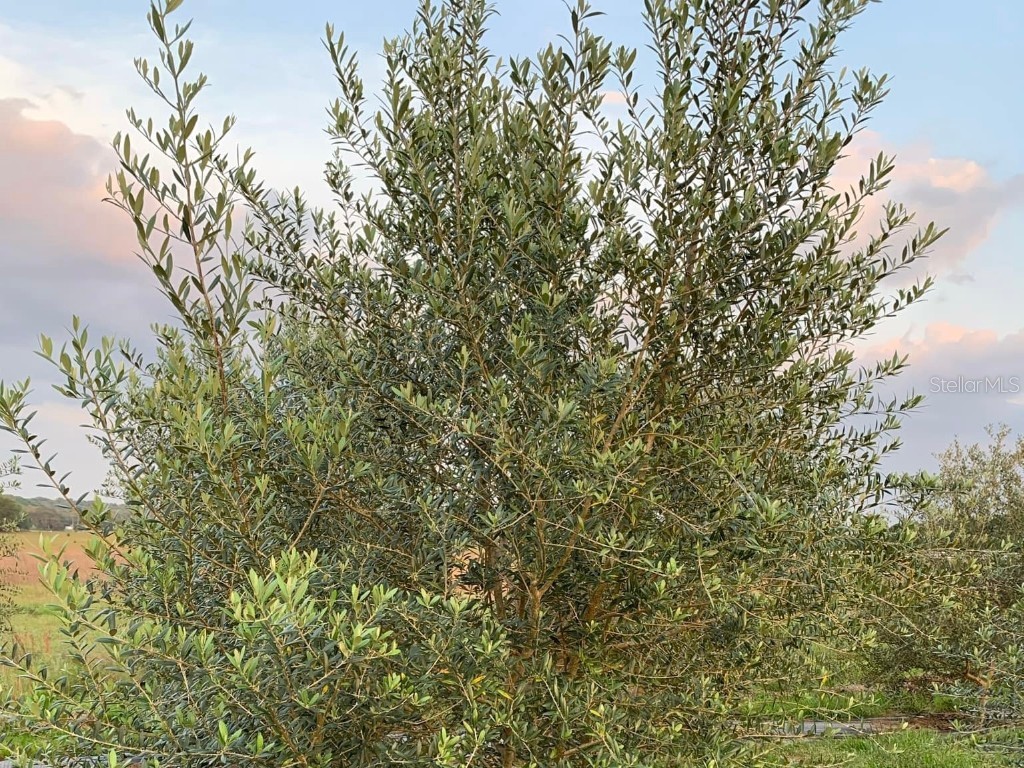 9229 Fort King Rd Road Dade City FL 33525 TB8328419 image59