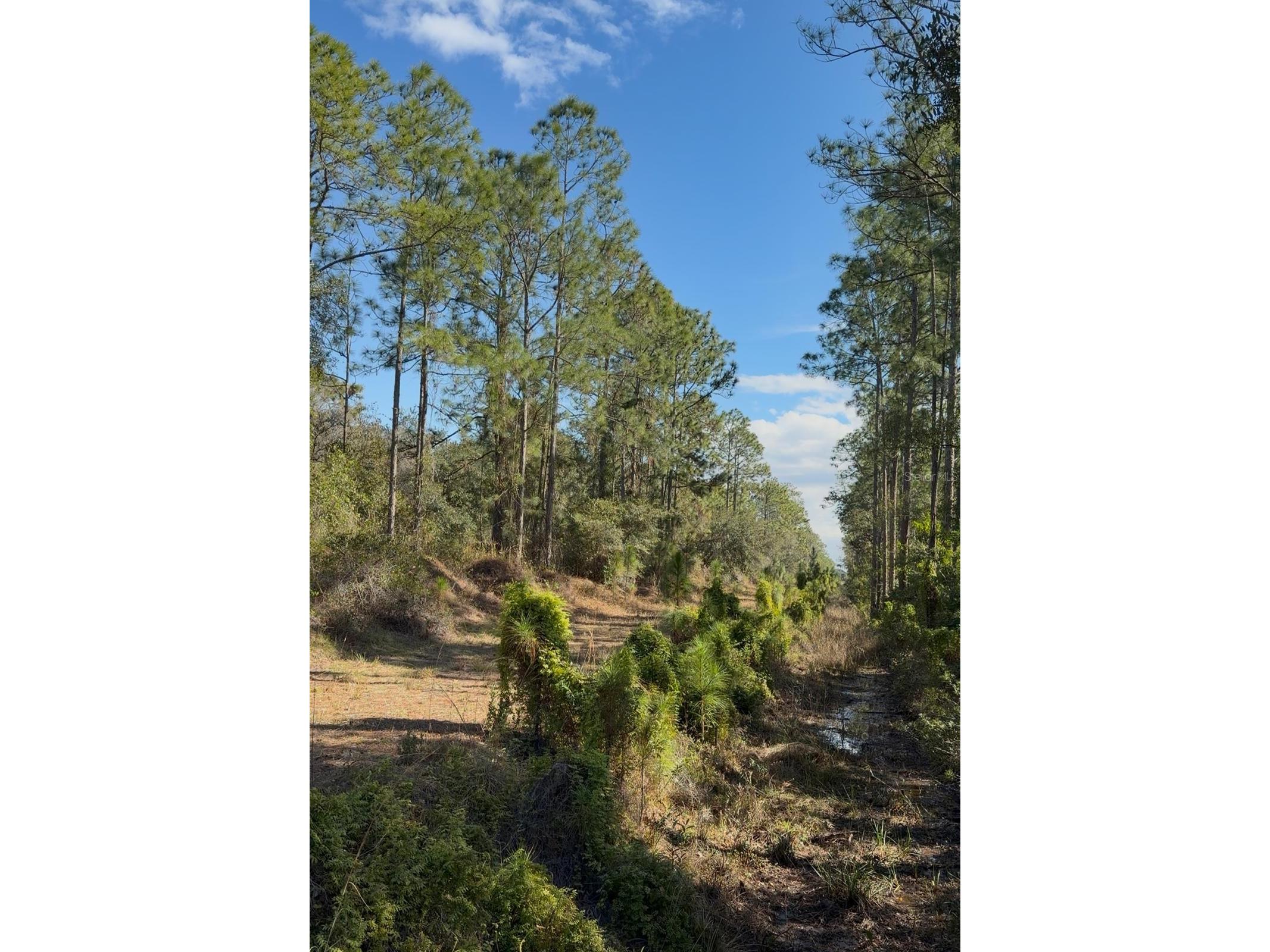 923 Gaillardia Drive Indian Lake Estates FL 33855 - LAKE WEOHYAKAPKA O6379238 image6