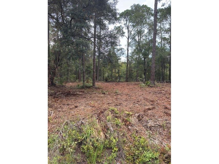 9251 N Evenstock Way Crystal River FL 34428 O6356853 image1