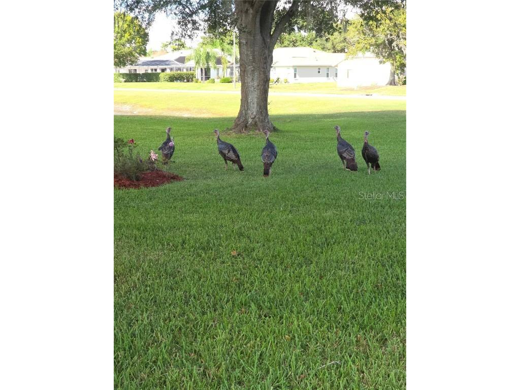 9257 Bonnie Cove Drive Weeki Wachee FL 34613 W7879411 image31