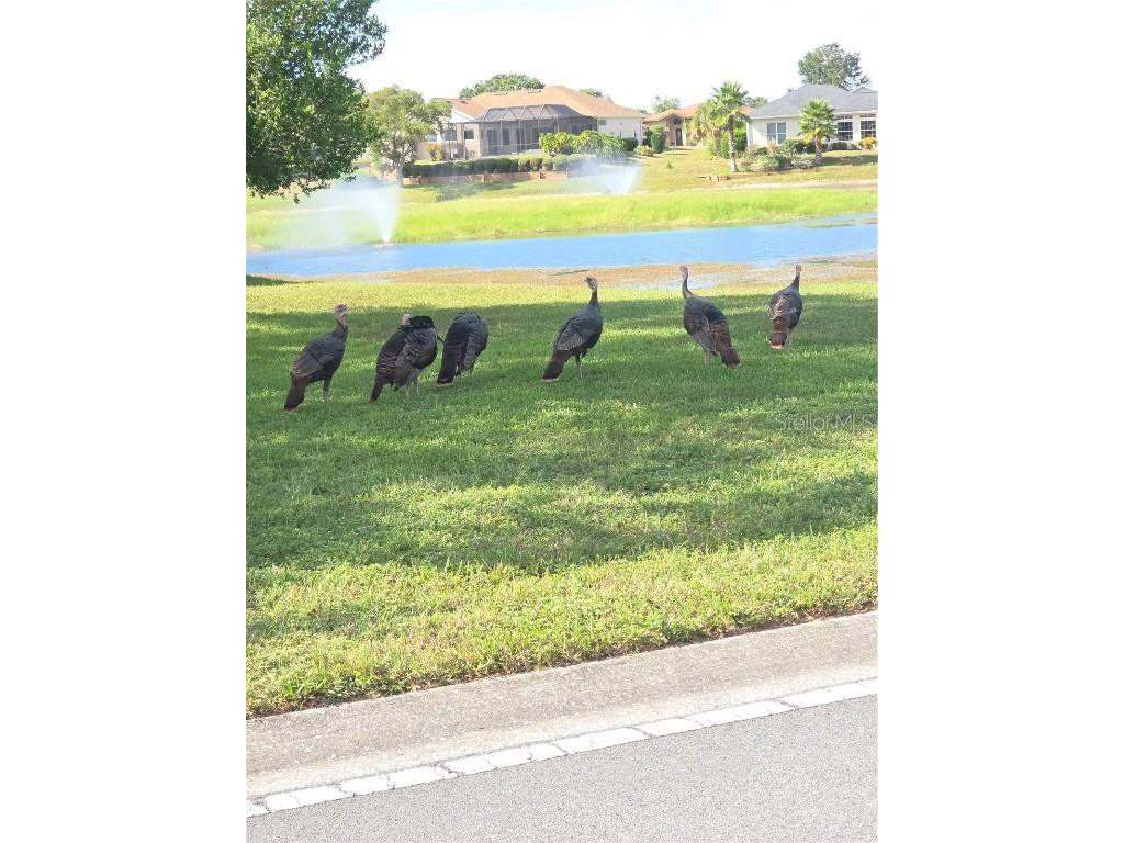 9257 Bonnie Cove Drive Weeki Wachee FL 34613 W7879411 image32