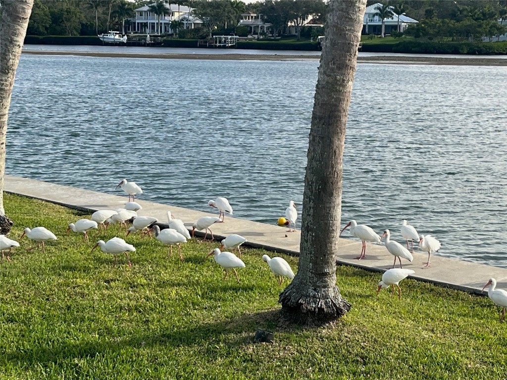 929 Casey Cove Drive Nokomis FL 34275 A4670193 image56