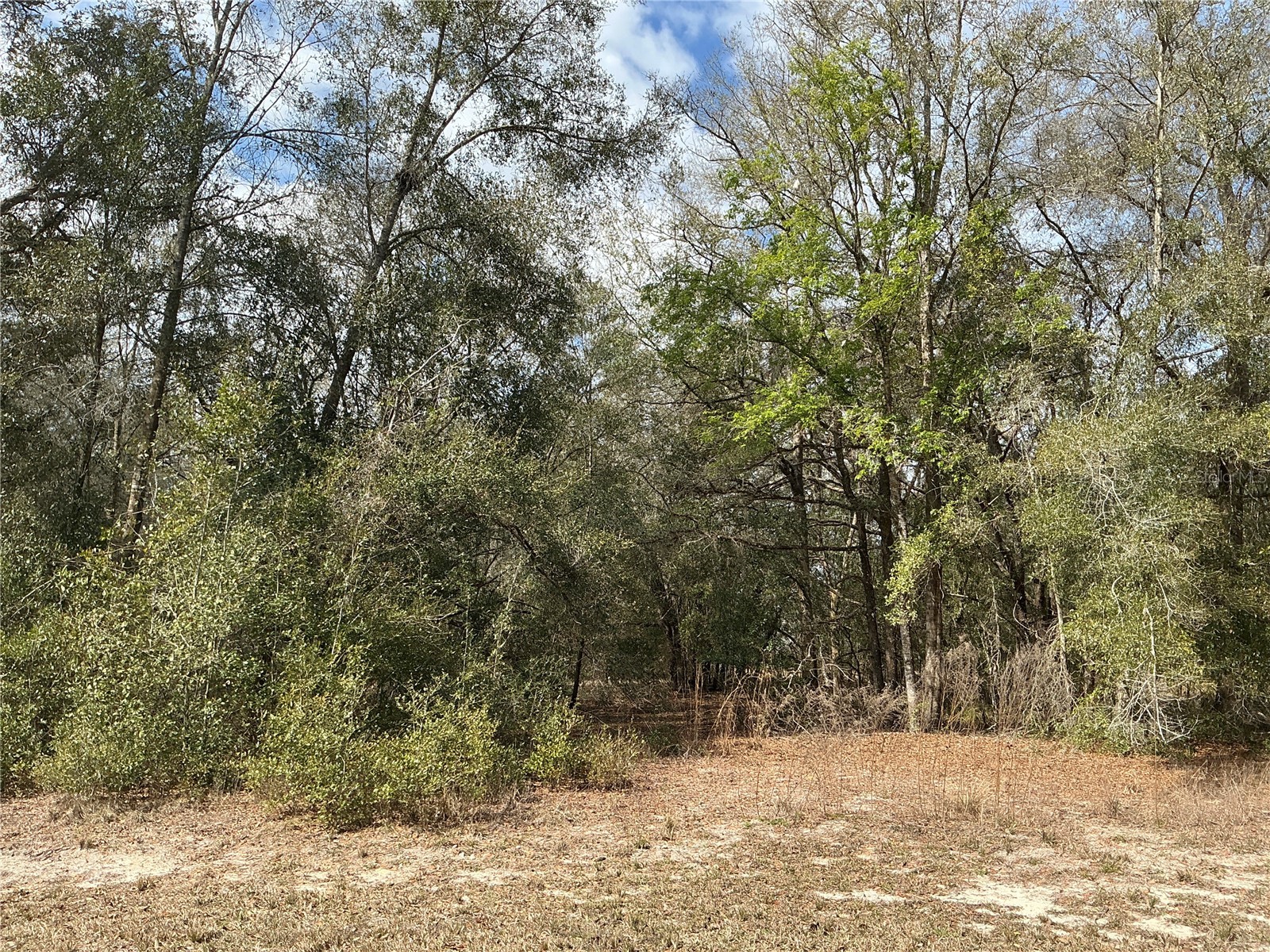 9299 Goodstone Drive Webster FL 33597 OM721584 image1