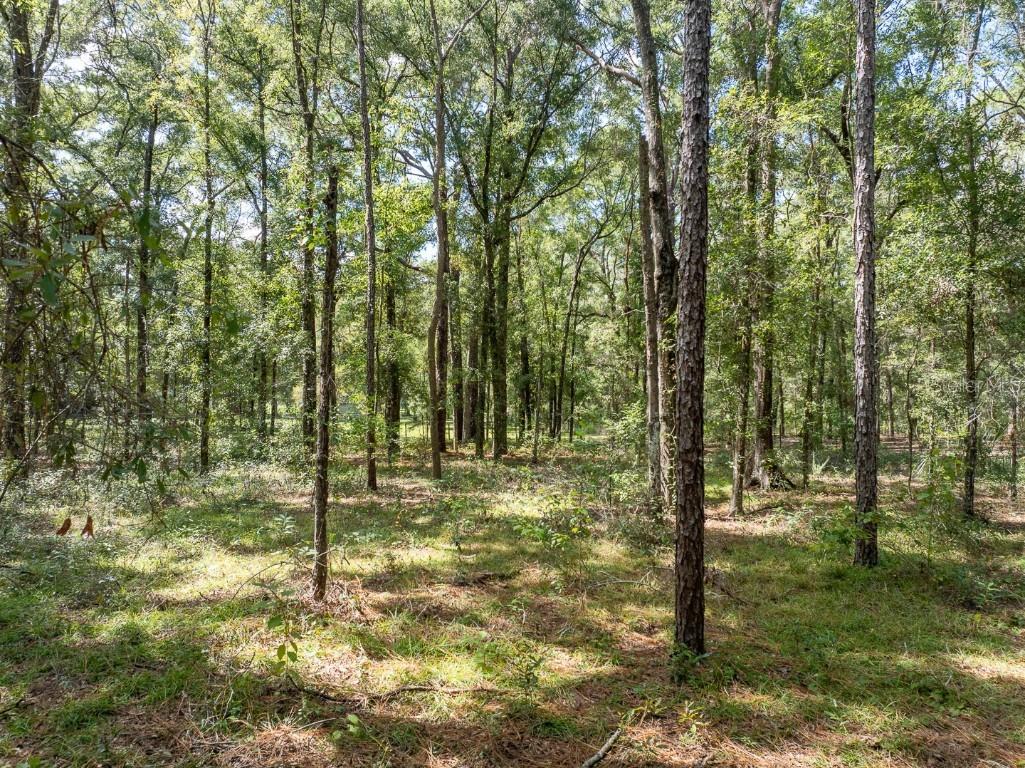 9309 Happy Trl Brooksville FL 34601 O6349574 image50