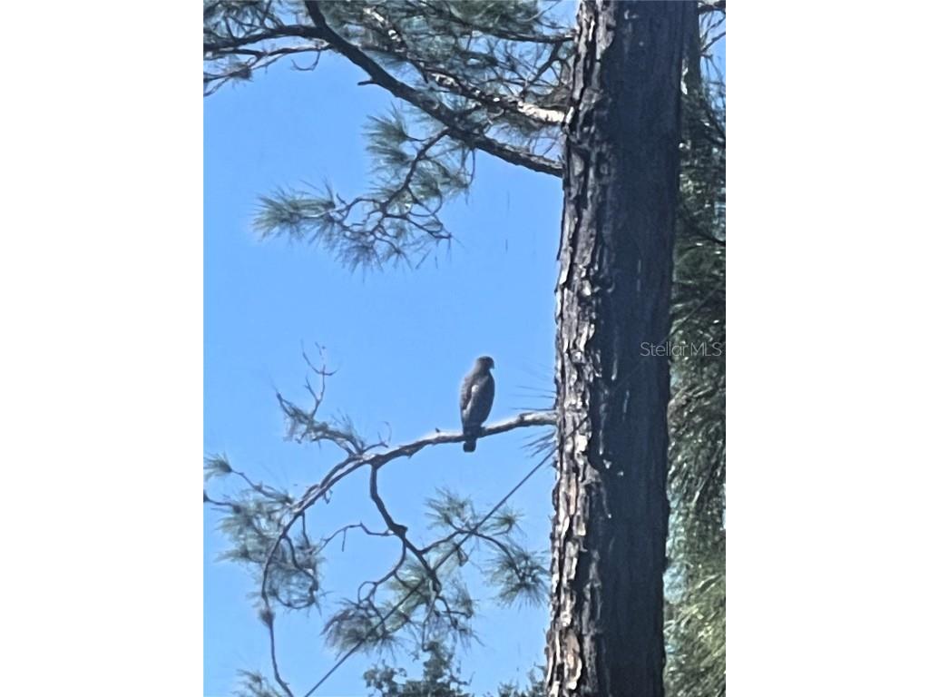 9330 San Jose Boulevard Howey In The Hills FL 34737 G5104240 image65