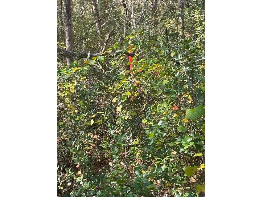 9345 SE 195th Avenue Ocklawaha FL 32179 TB8507734 image6