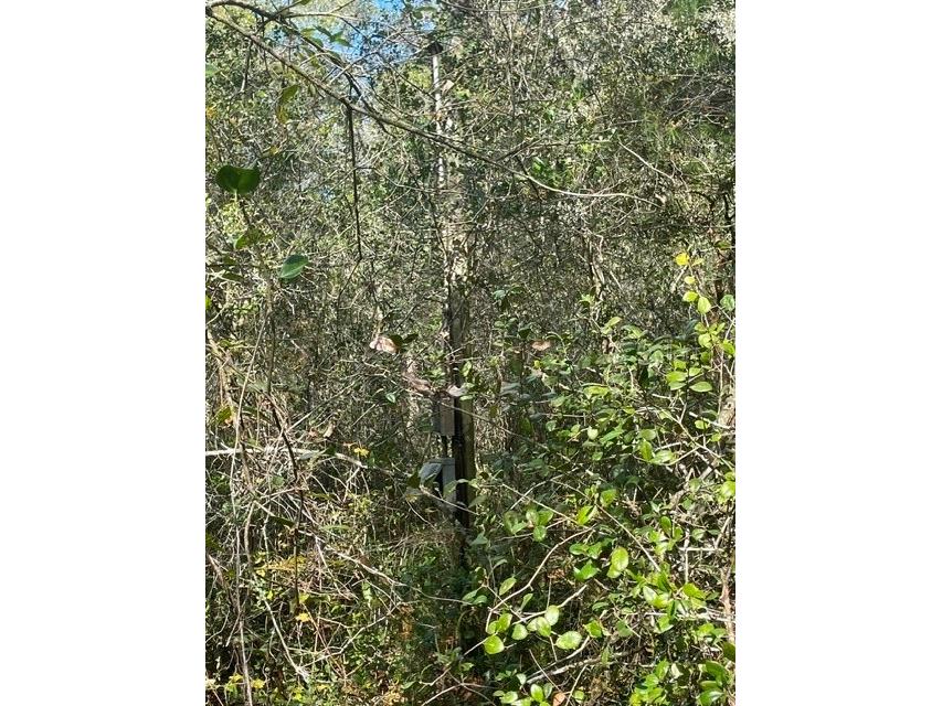 9345 SE 195th Avenue Ocklawaha FL 32179 TB8507734 image8