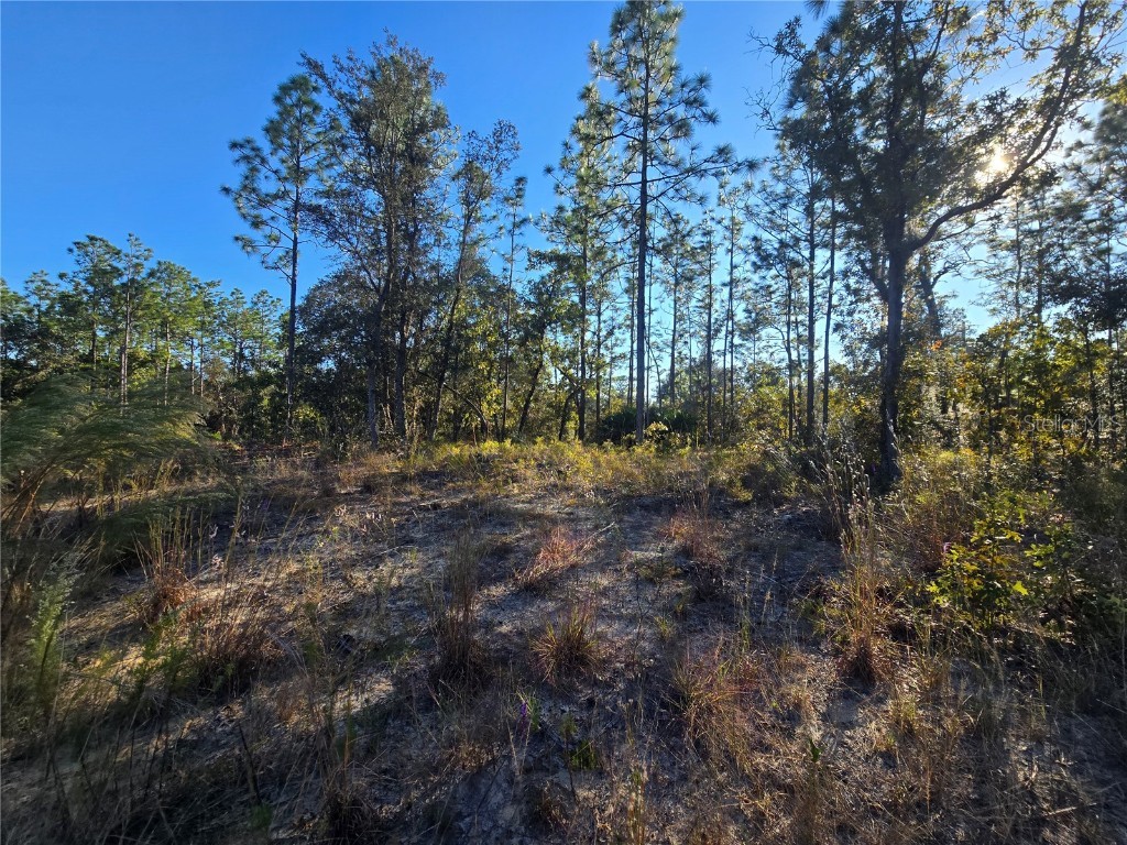 9388 N Old Mill Way Citrus Springs FL 34433 OM712746 image6