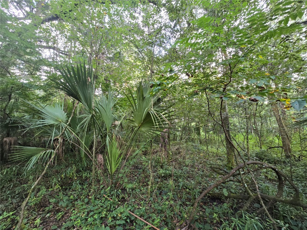 939 Estelle Avenue Brandon FL 33511 T3540821 image2