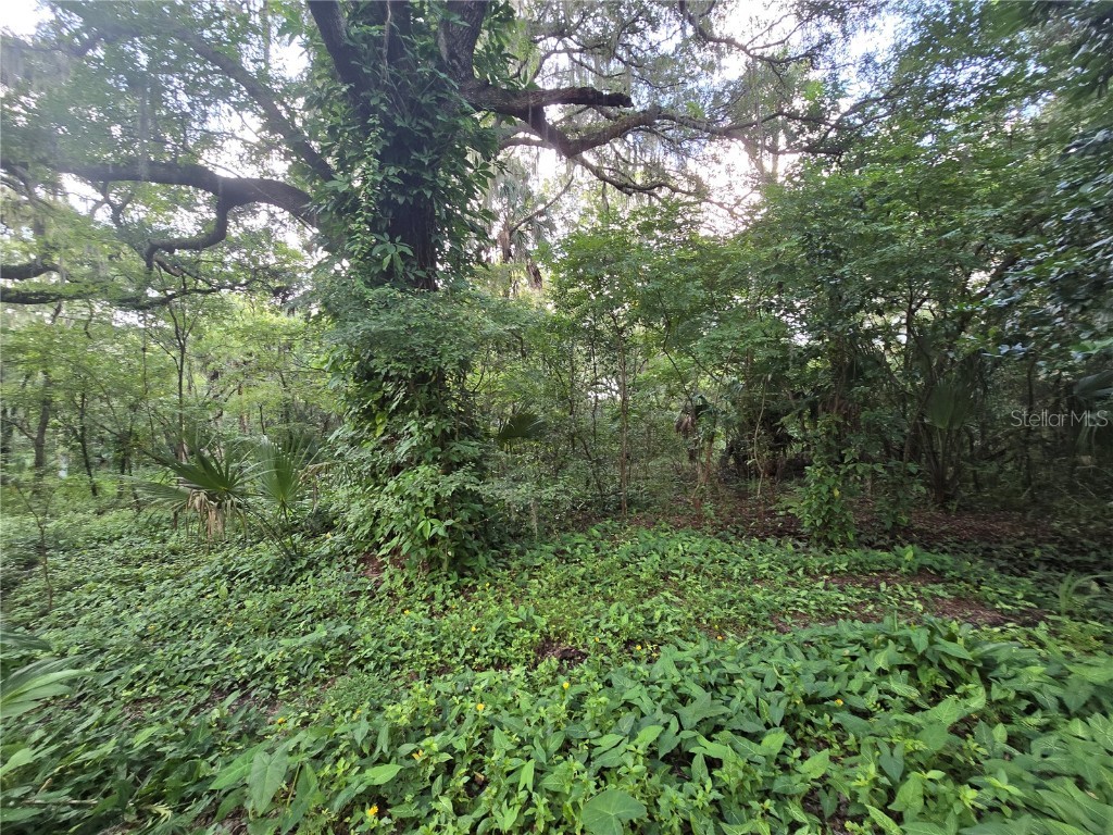 939 Estelle Avenue Brandon FL 33511 T3540821 image4