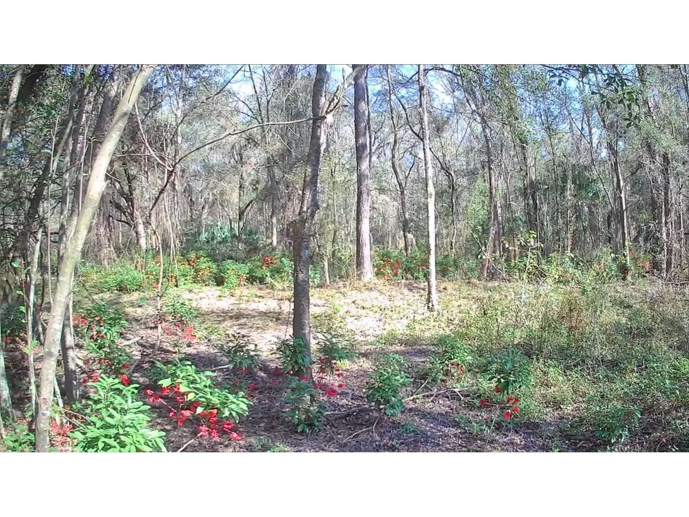 9391 N Halstead Loop Citrus Springs FL 34434 U8230665 image1