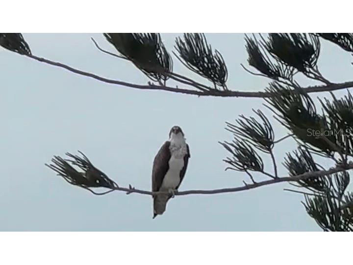 9397 Midnight Pass Road #P3 Sarasota FL 34242 - THE GULF ICW BAY LAGOON A4663097 image53