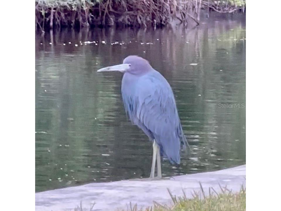 9397 Midnight Pass Road #P3 Sarasota FL 34242 - THE GULF ICW BAY LAGOON A4663097 image54