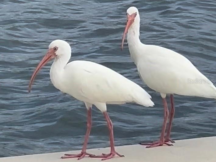 9397 Midnight Pass Road #P3 Sarasota FL 34242 - THE GULF ICW BAY LAGOON A4663097 image55