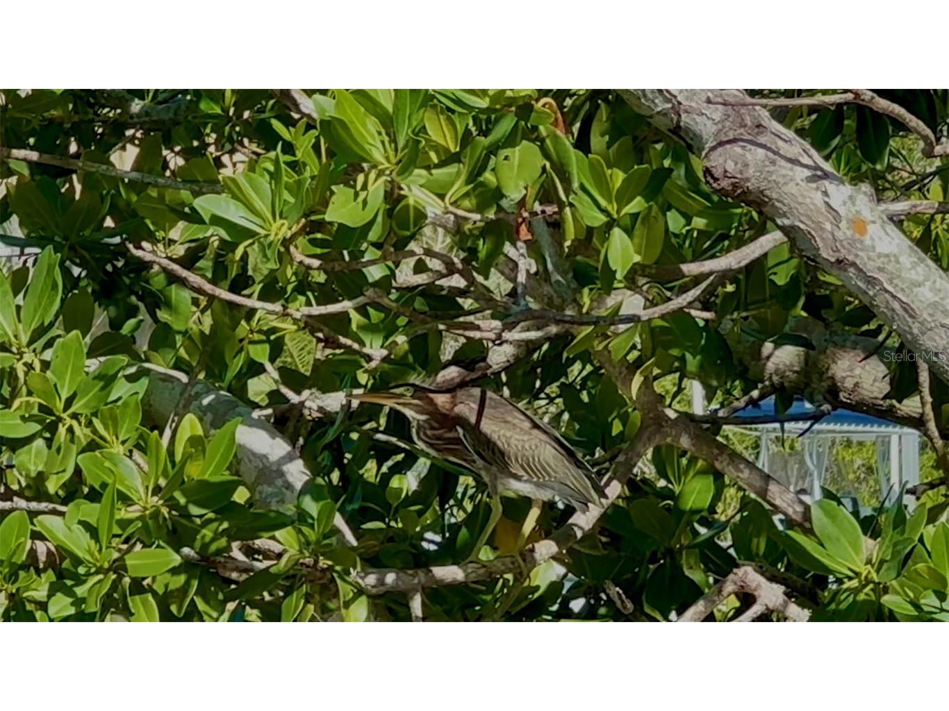 9397 Midnight Pass Road #P3 Sarasota FL 34242 - THE GULF ICW BAY LAGOON A4663097 image57