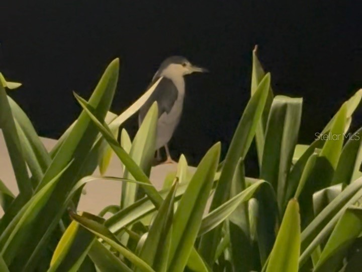 9397 Midnight Pass Road #P3 Sarasota FL 34242 - THE GULF ICW BAY LAGOON A4663097 image58