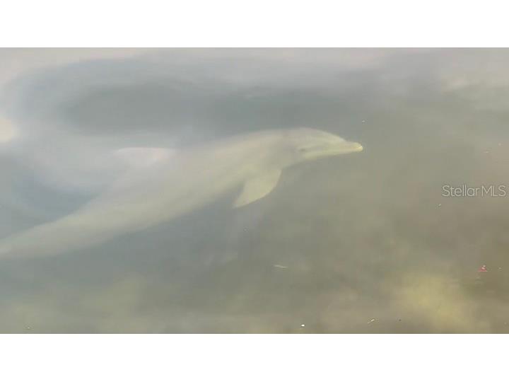 9397 Midnight Pass Road #P3 Sarasota FL 34242 - THE GULF ICW BAY LAGOON A4663097 image62