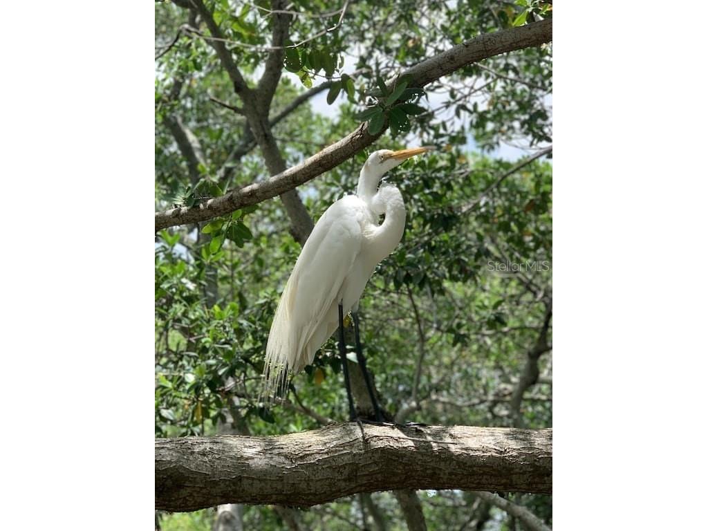 9400 Little Gasparilla Island #C3 Placida FL 33946 - GULF OF AMERICA & INTRACOASTAL O6360814 image31