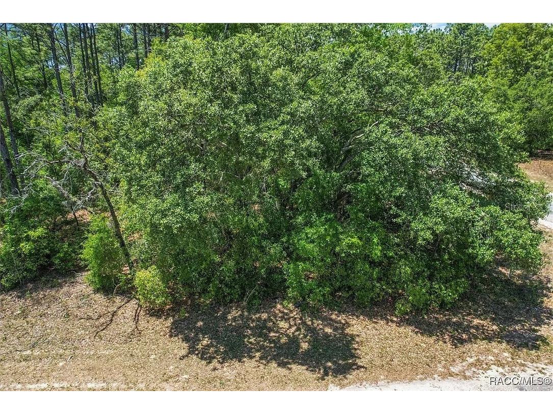 9410 N Peachtree Way Citrus Springs FL 34434 TB8450769 image5