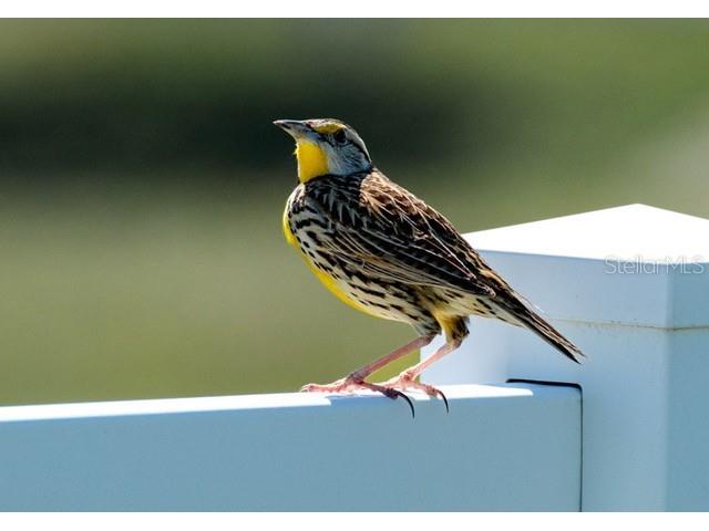 9413 SE 49th Terrace Webster FL 33597 G5096892 image34