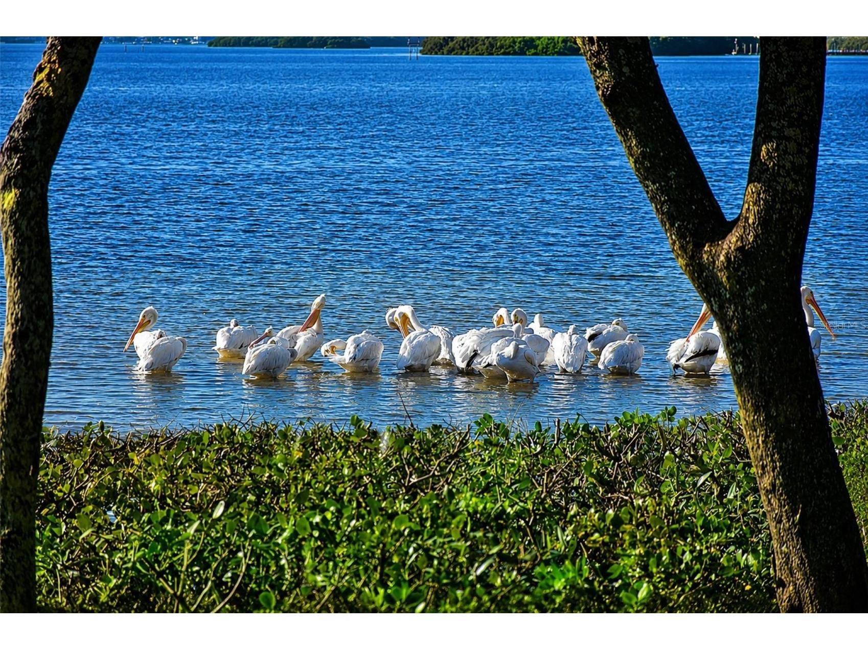 9425 Andover Circle Bradenton FL 34210 - SARASOTA BAY A4696055 image75