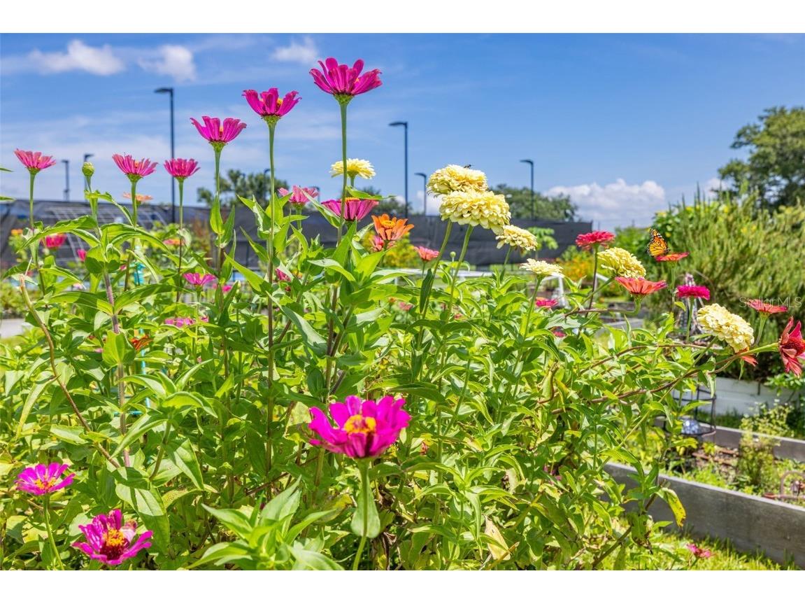 946 Virginia Street #207 Dunedin FL 34698 TB8455147 image37