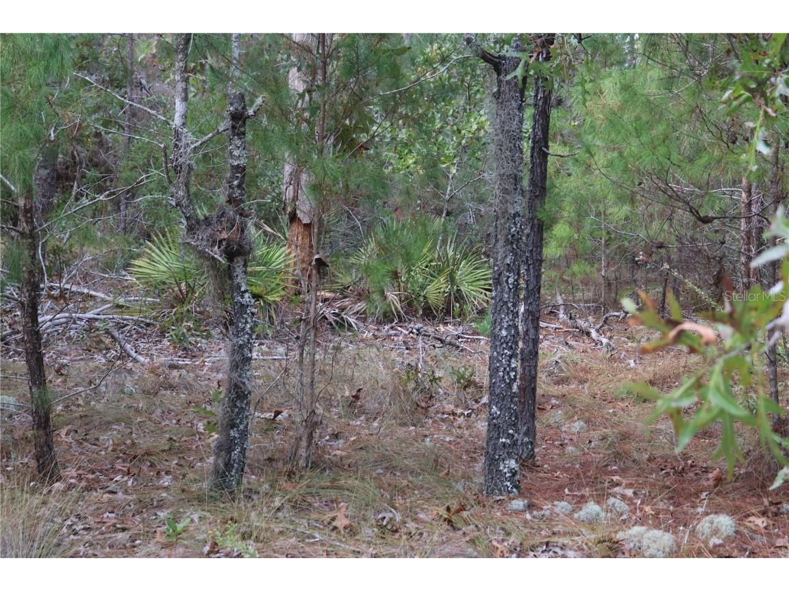 9478 N Timber Creek Terrace Dunnellon FL 34433 OM713177 image4