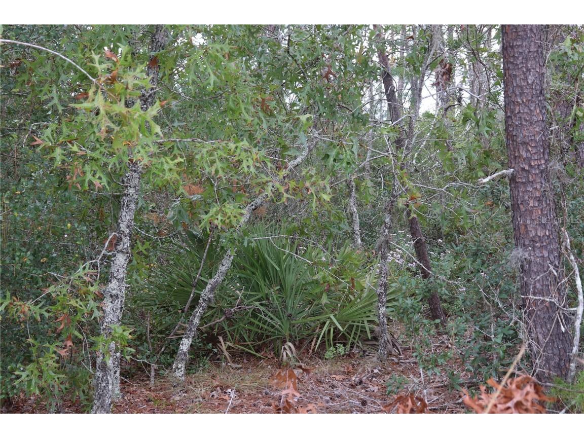 9478 N Timber Creek Terrace Dunnellon FL 34433 OM713177 image7