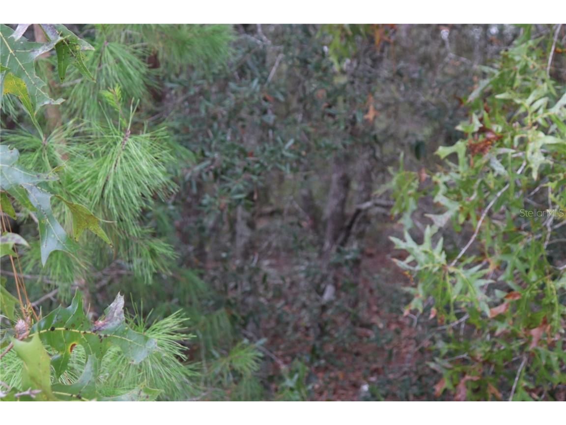 9478 N Timber Creek Terrace Dunnellon FL 34433 OM713177 image9