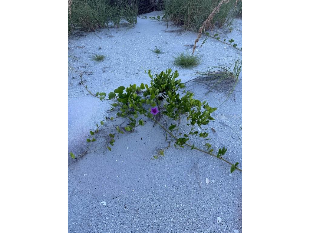 9502 Alborado Road Placida FL 33946 D6143506 image55