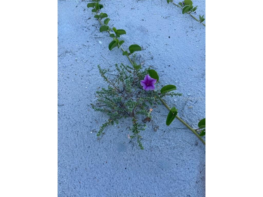 9502 Alborado Road Placida FL 33946 D6143506 image56