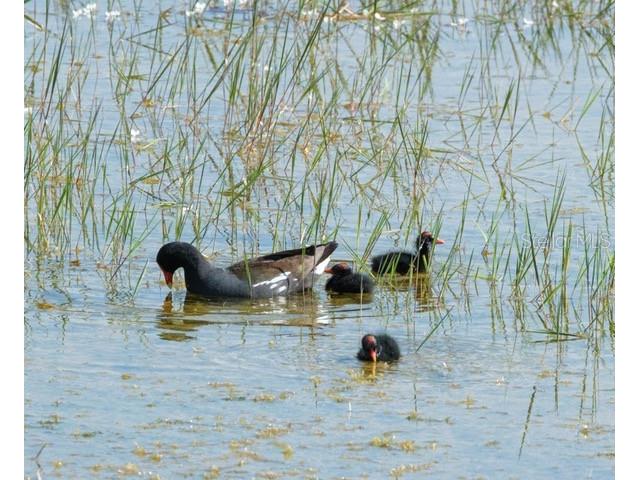 9540 SE 49th Terrace Webster FL 33597 G5102732 image10